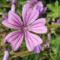 Common Mallow - Malva sylvestris