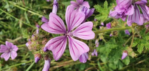 Common Mallow - Malva sylvestris