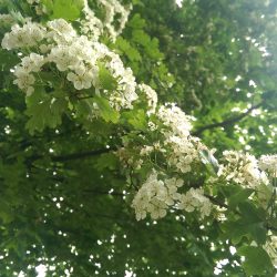The flowers of the Hawthorn tree, blooming in May in the sunshine