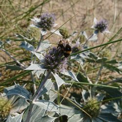Sea holly growing at the edge of the beach at Sandilands, on the Lincolnshire coast