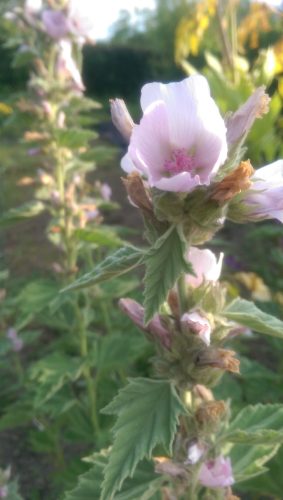 The Marsh Mallow - Althaea officinalis