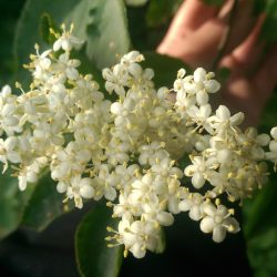Elderflower blooming in June